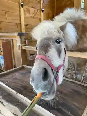 平塚八幡宮(神奈川県)