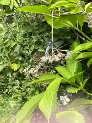 相馬神社の動物