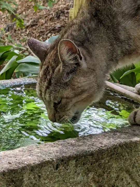 玉野御嶽神社の動物