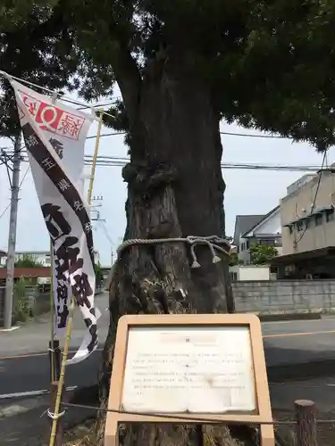 前玉神社の自然