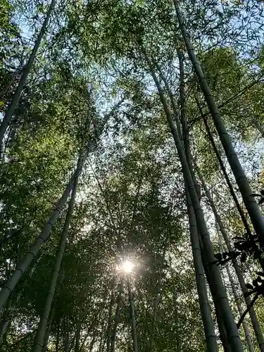 牟禮山観音禅寺の自然
