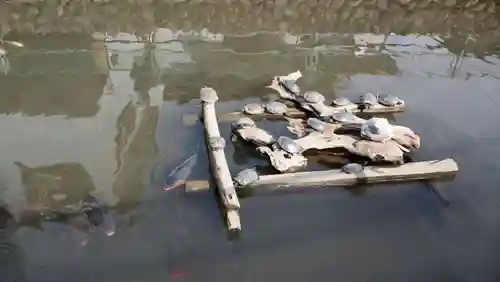 厳島神社の動物
