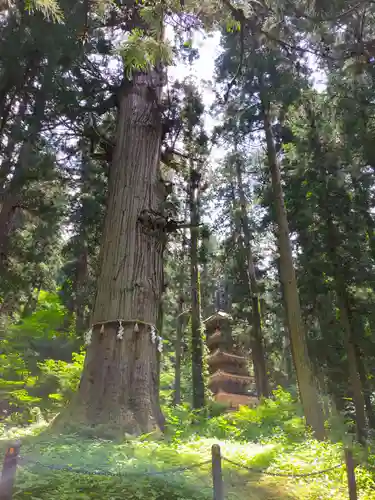 出羽神社(出羽三山神社)～三神合祭殿～の自然