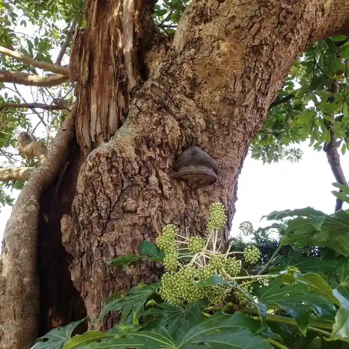 鎌足神社の自然