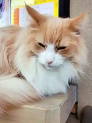 駒込妙義神社(東京都)