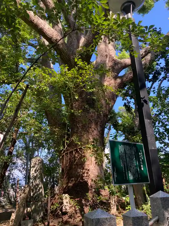 旭山神社の自然