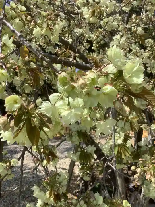 上地八幡宮の自然
