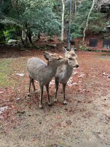 大聖院(広島県)
