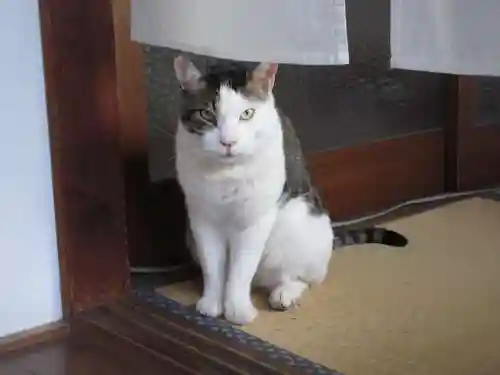 蔵前神社の動物