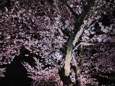 知恩院(京都府)