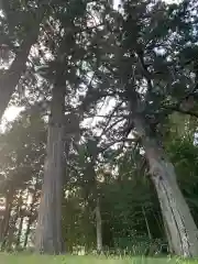 佐室神社の自然