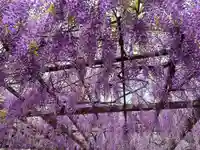 葛井寺(大阪府)