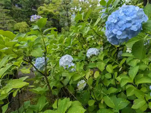 法金剛院の自然