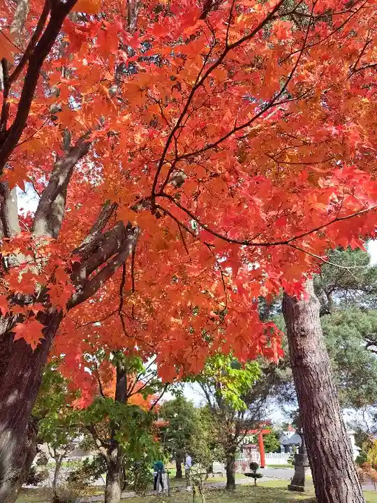 美瑛神社の自然