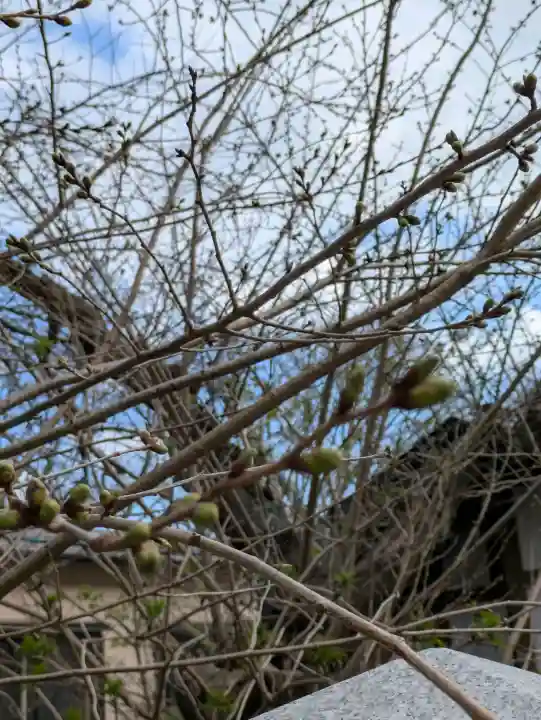 函館八幡宮の自然