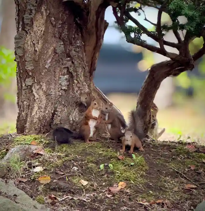 伊達神社(北海道)