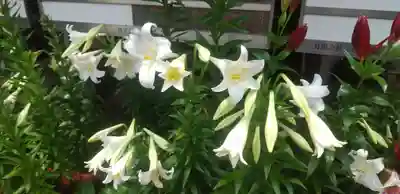 前川神社の自然