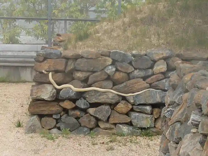 岩国白蛇神社(山口県)