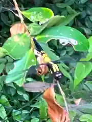 日枝神社の動物