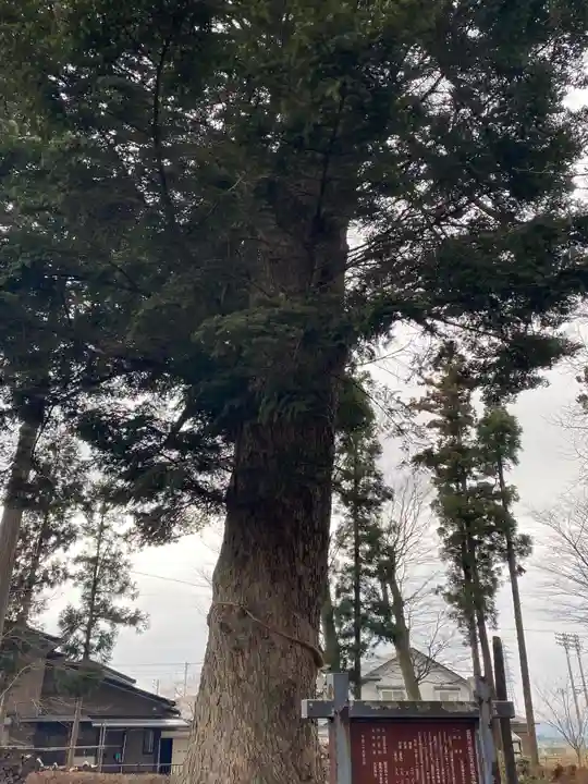 大宮神社の自然