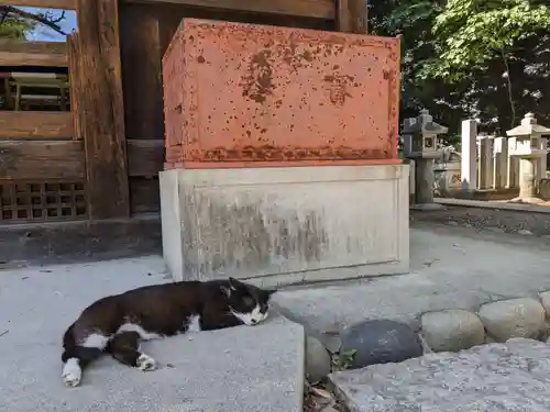 八幡社（柏井町）の動物