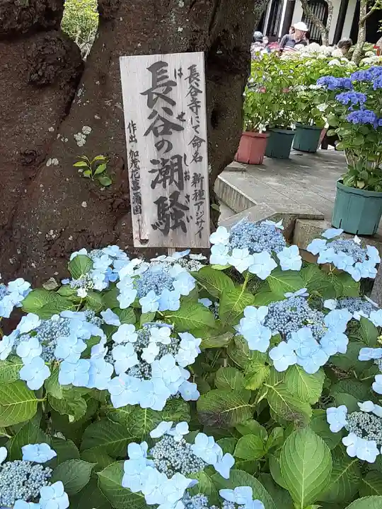 長谷寺(神奈川県)