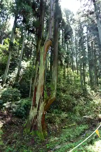 賀毗禮神宮の自然