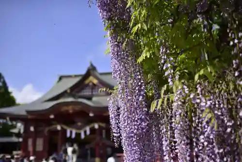 笠間稲荷神社の自然
