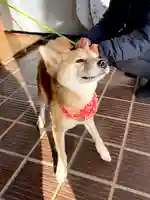 高山神社(群馬県)