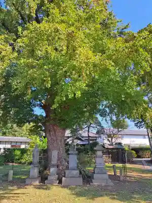 龍蔵寺(埼玉県)
