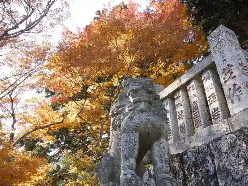 大山阿夫利神社の狛犬