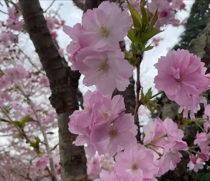 東円寺(山梨県)