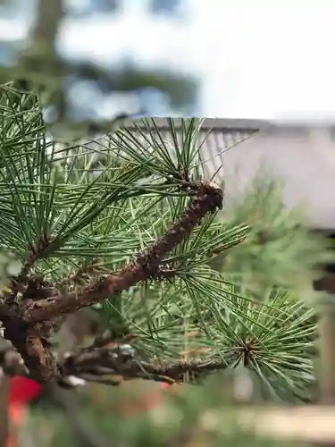 玉三稲荷神社の自然