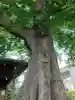 須賀神社の{uncategorized: "未分類", other: "その他", undefined: "問題あり", building: "その他建物", grave: "お墓", sacred_gate: "鳥居", guardian: "狛犬", statue: "像", buddha: "仏像", history: "歴史", nature: "自然", garden: "庭園", animal: "動物", pagoda: "塔", temizu: "手水舎", mountain_gate: "山門・神門", sanctuary: "本殿・本堂", subordinate: "末社・摂社", art: "芸術", scenery: "景色", jizo: "地蔵", ema: "絵馬", goshuin: "御朱印", omikuji: "おみくじ", items: "授与品その他", amulet: "お守り", goshuincho: "御朱印帳", eats: "食事", festival: "お祭り", votive_dance: "神楽", shichigosan: "七五三参", wedding: "結婚式", experience: "体験その他", initially: "初詣", around: "周辺", anti_infection: "感染症対策"}