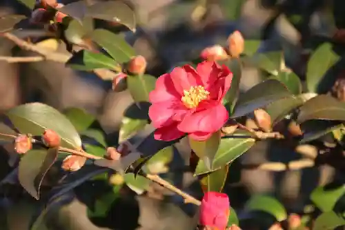 阿久津「田村神社」（郡山市阿久津町）旧社名：伊豆箱根三嶋三社の庭園