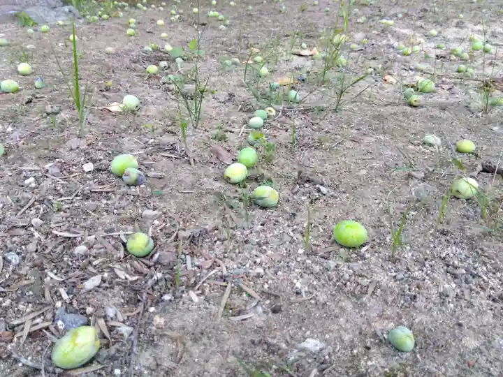 白山神社(福井県)
