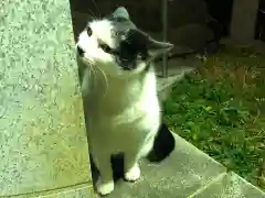 王子神社の動物