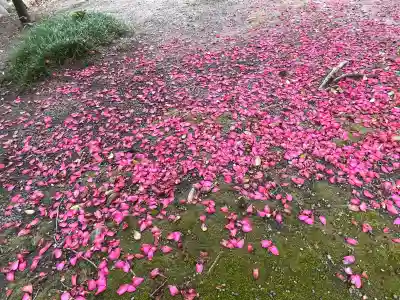 白金龍王社の{uncategorized: "未分類", other: "その他", undefined: "問題あり", building: "その他建物", grave: "お墓", sacred_gate: "鳥居", guardian: "狛犬", statue: "像", buddha: "仏像", history: "歴史", nature: "自然", garden: "庭園", animal: "動物", pagoda: "塔", temizu: "手水舎", mountain_gate: "山門・神門", sanctuary: "本殿・本堂", subordinate: "末社・摂社", art: "芸術", scenery: "景色", jizo: "地蔵", ema: "絵馬", goshuin: "御朱印", omikuji: "おみくじ", items: "授与品その他", amulet: "お守り", goshuincho: "御朱印帳", eats: "食事", festival: "お祭り", votive_dance: "神楽", shichigosan: "七五三参", wedding: "結婚式", experience: "体験その他", initially: "初詣", around: "周辺", anti_infection: "感染症対策"}