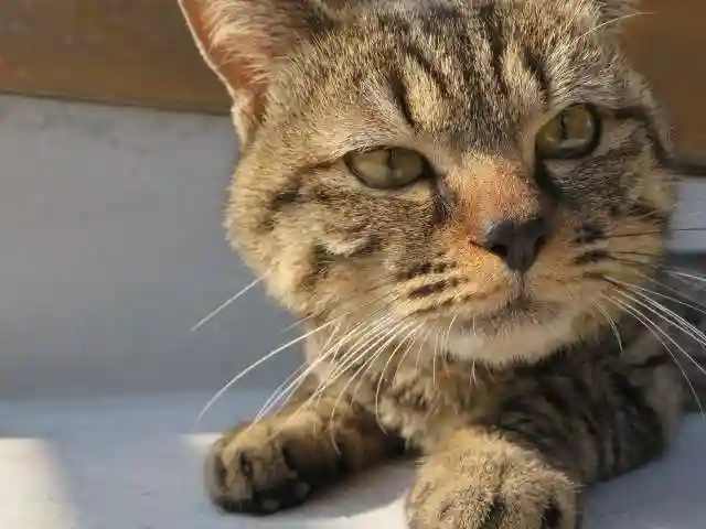 御誕生寺(猫寺)(福井県)