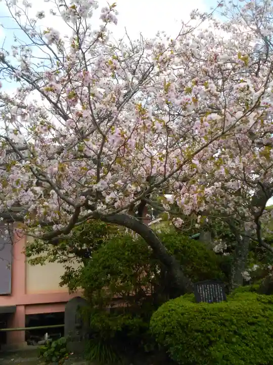 極楽寺(霊鷲山感應院極楽律寺)の自然