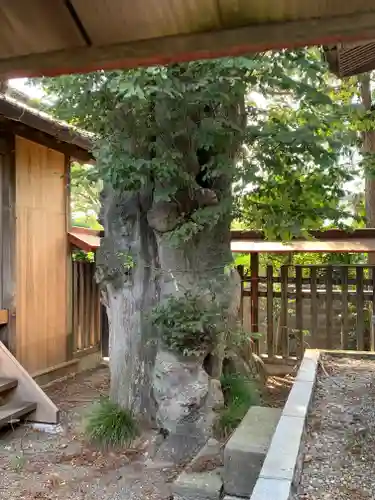 西宮神社の自然