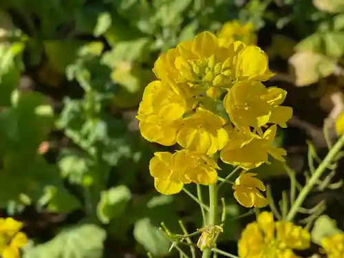 吾妻神社の自然