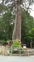 北口本宮冨士浅間神社の自然