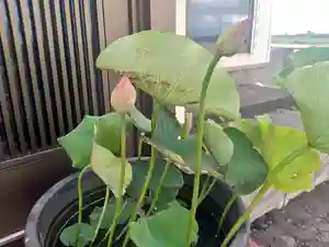 雨竜 専福寺の庭園(2024年07月22日(月) 19時17分06秒投稿)