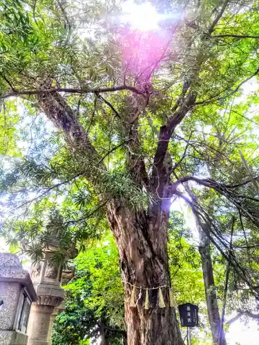 八幡神社（遠島八幡神社）の自然