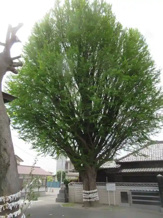 子守神社の自然