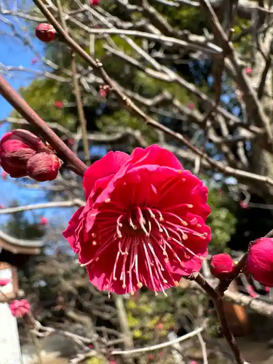 布多天神社の自然