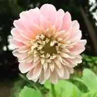 豊景神社の自然