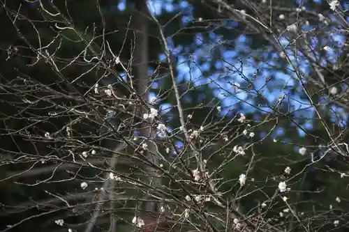 開成山大神宮の自然