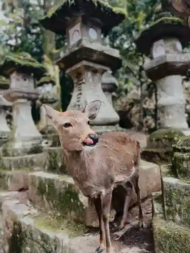 春日大社の{uncategorized: "未分類", other: "その他", undefined: "問題あり", building: "その他建物", grave: "お墓", sacred_gate: "鳥居", guardian: "狛犬", statue: "像", buddha: "仏像", history: "歴史", nature: "自然", garden: "庭園", animal: "動物", pagoda: "塔", temizu: "手水舎", mountain_gate: "山門・神門", sanctuary: "本殿・本堂", subordinate: "末社・摂社", art: "芸術", scenery: "景色", jizo: "地蔵", ema: "絵馬", goshuin: "御朱印", omikuji: "おみくじ", items: "授与品その他", amulet: "お守り", goshuincho: "御朱印帳", eats: "食事", festival: "お祭り", votive_dance: "神楽", shichigosan: "七五三参", wedding: "結婚式", experience: "体験その他", initially: "初詣", around: "周辺", anti_infection: "感染症対策"}